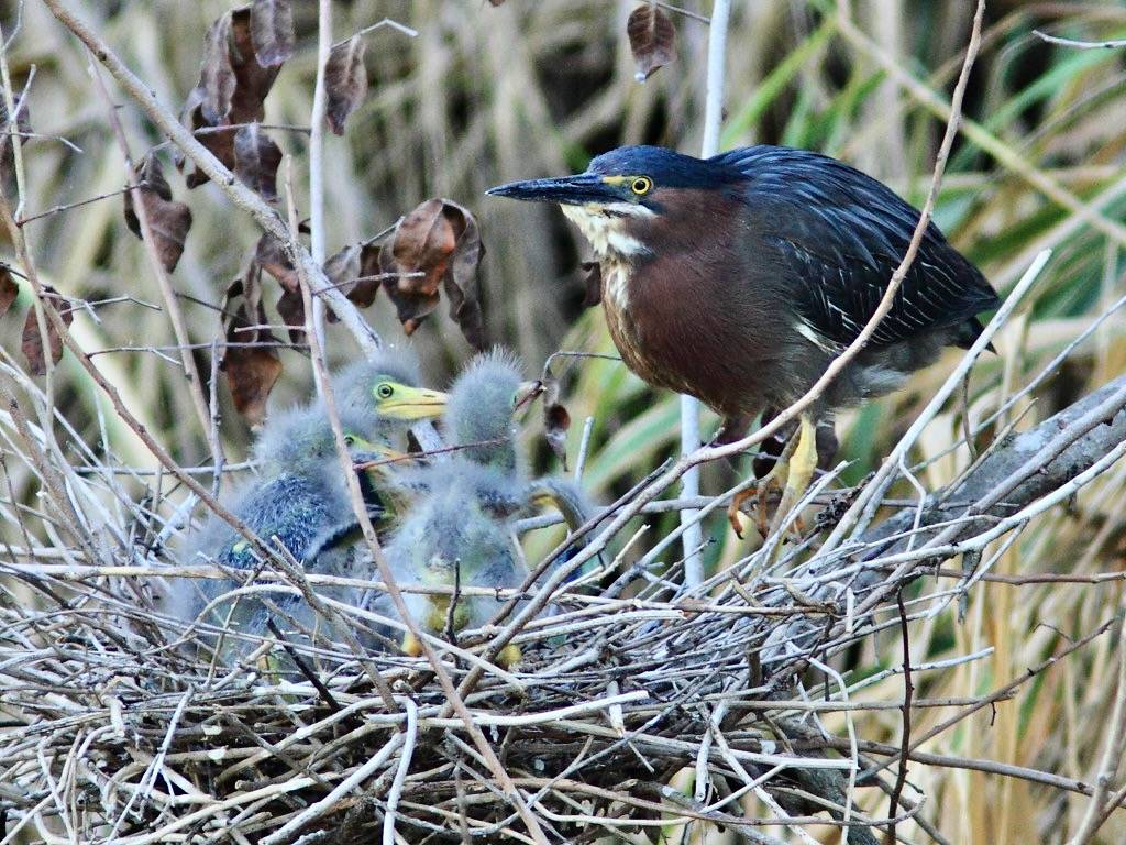 Green Heron nest 4HT with 3 chicks 2-20120418 by Kenneth Cole Schneider is licensed under CC BY-ND 2.0.